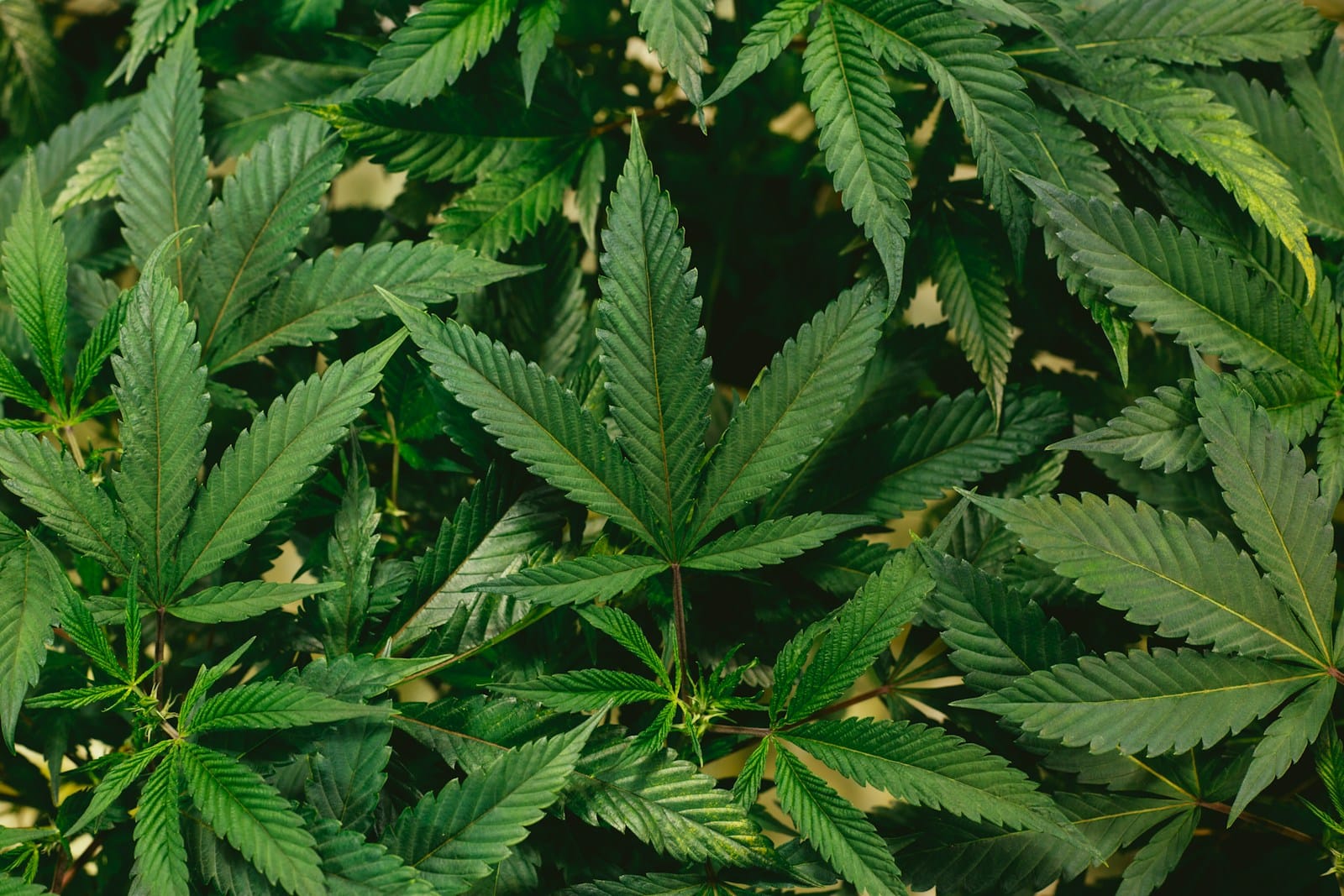 Where Are Cannabis Plants Native To?