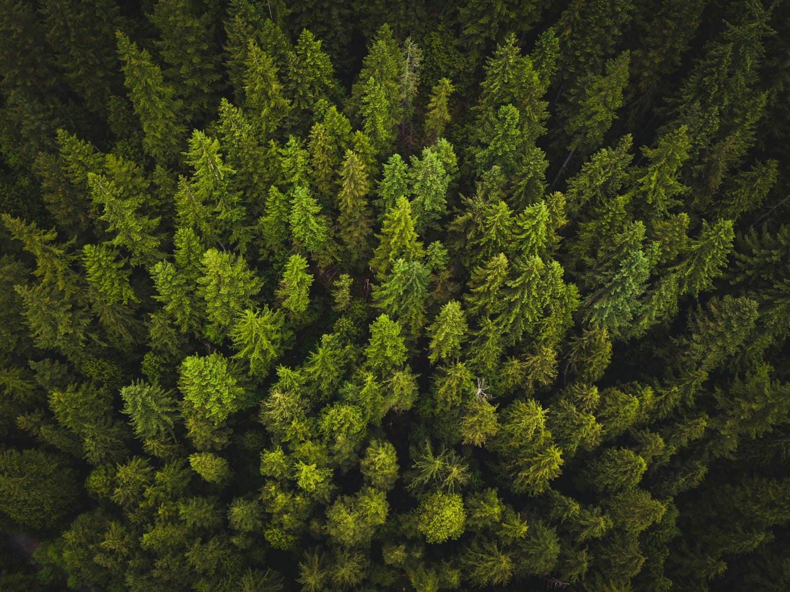 Cannabis in Canada: An Evolution and Cultural Perspective